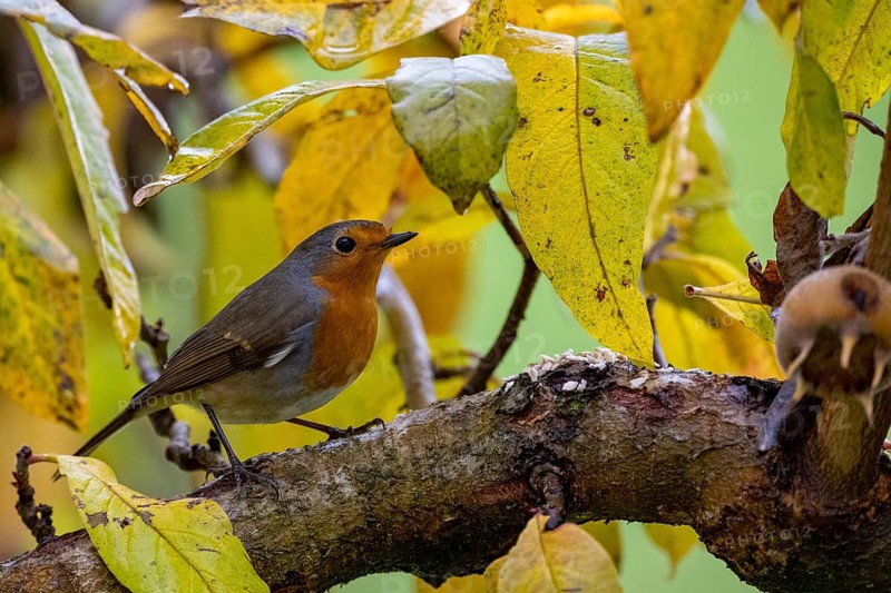 European robin