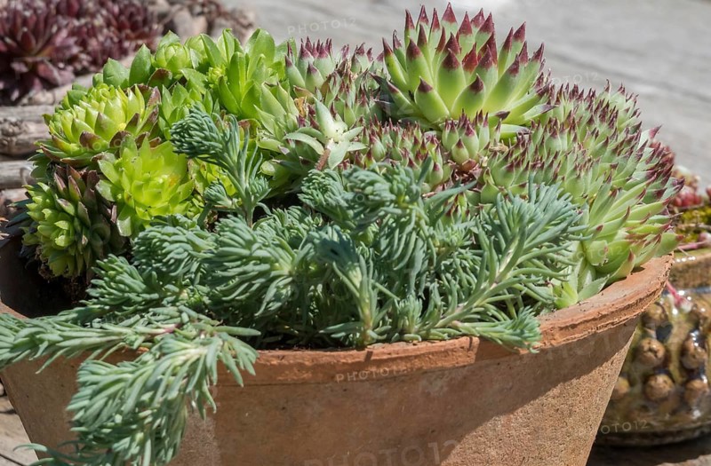 Flowerpot with succulents