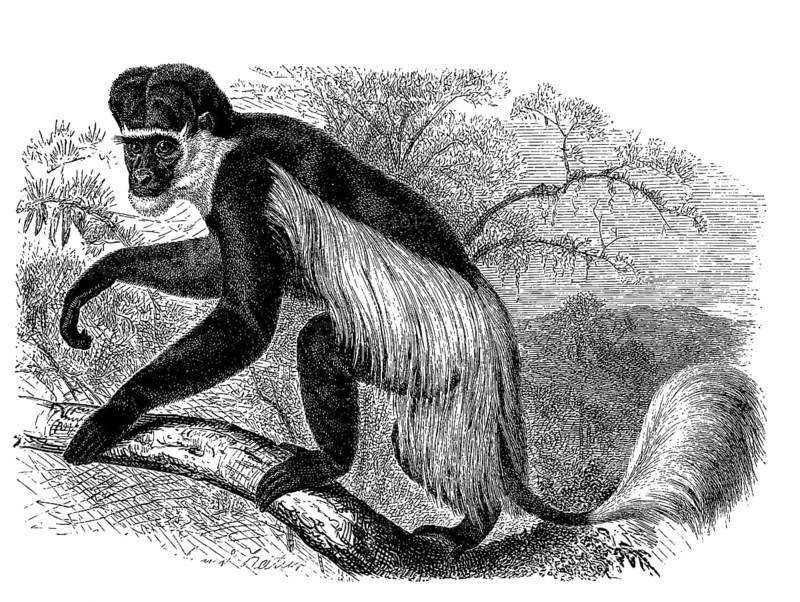 Mantled guereza