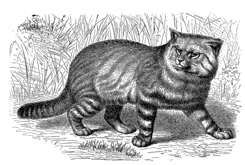 Pampas cat