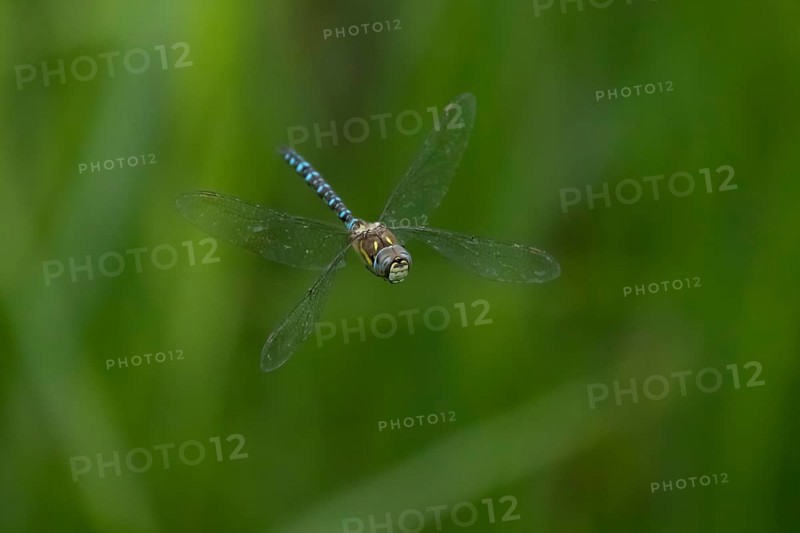 Migrant hawker