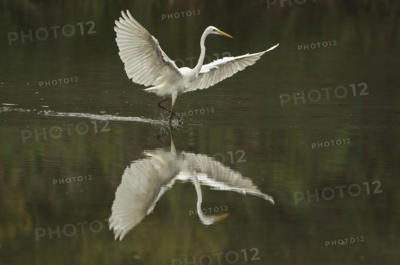 Great egret