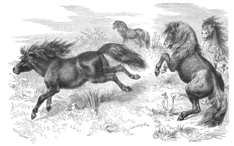 Shetland Pony