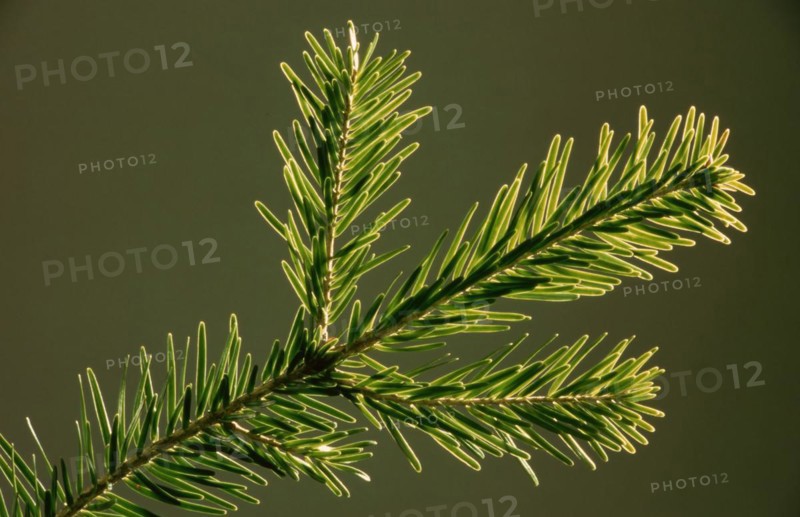 Natural remedy Fresh fir