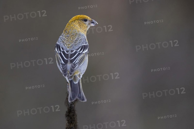 Pine grosbeak