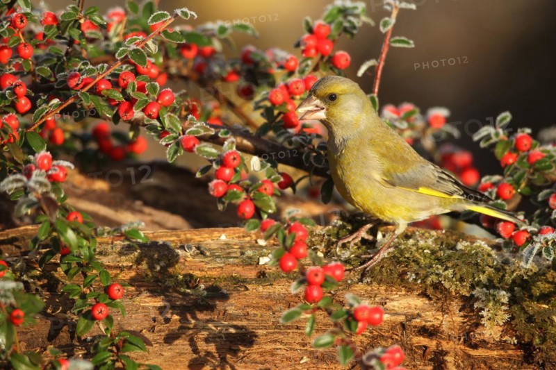 European greenfinch