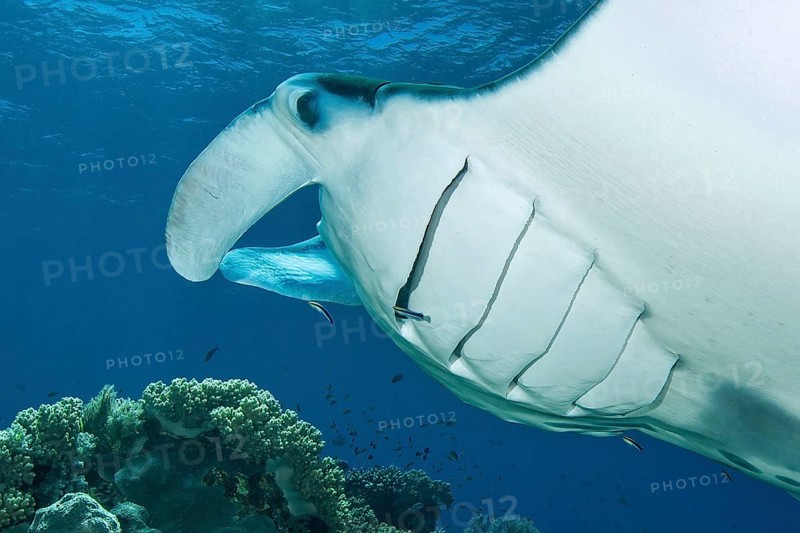 Pelagic manta ray