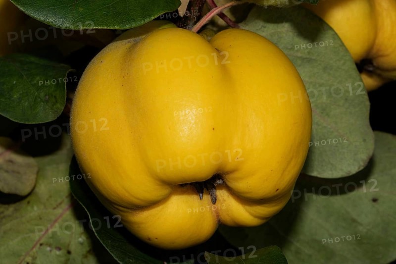 Quince branch yellow fruit with green leaves