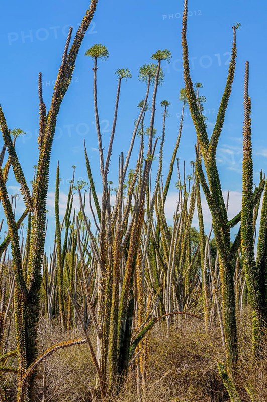 Madagascar spiny forests