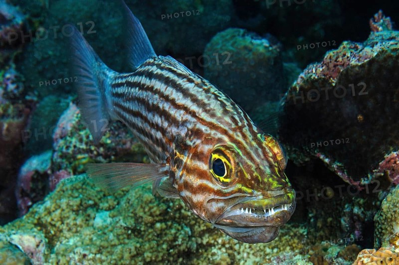 Largetoothed cardinalfish