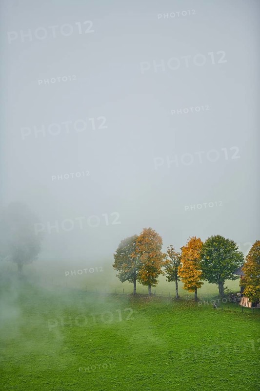 Norway maple