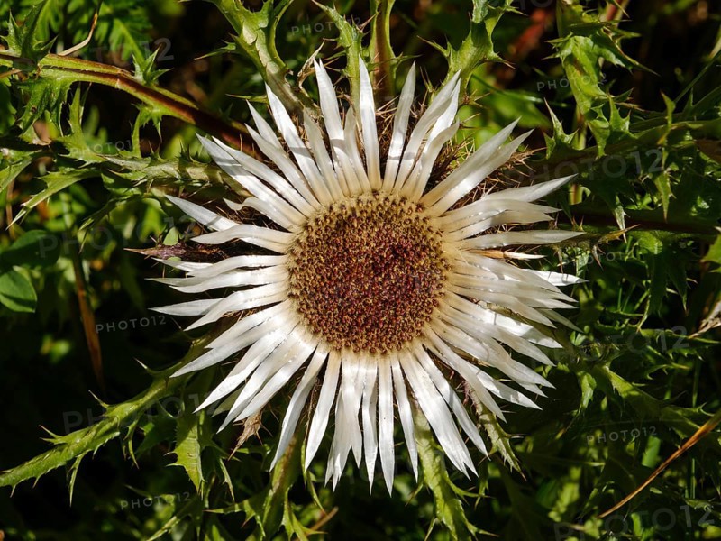 Silver thistle
