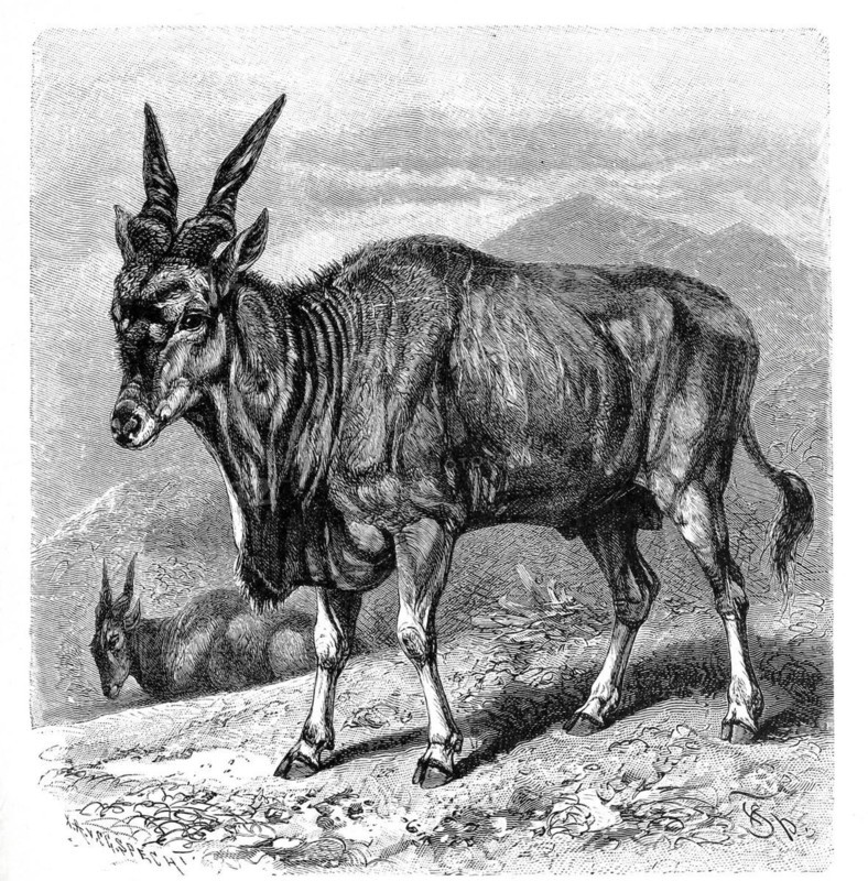 Common eland