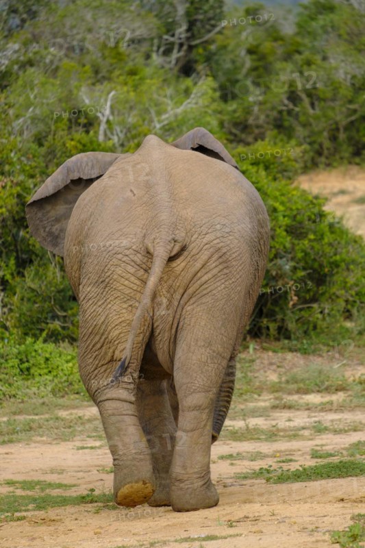Buttock