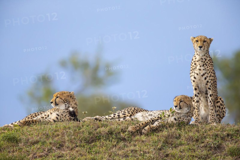 Cheetah