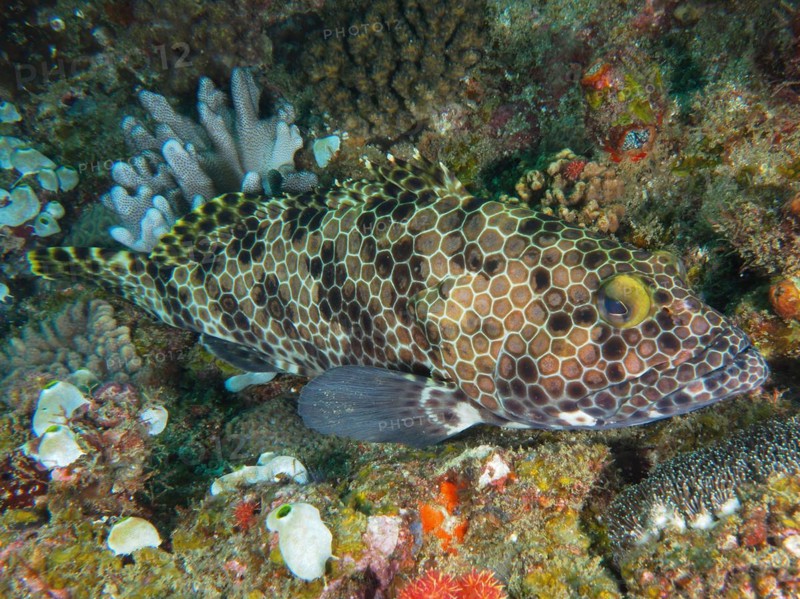 Snoubnose grouper