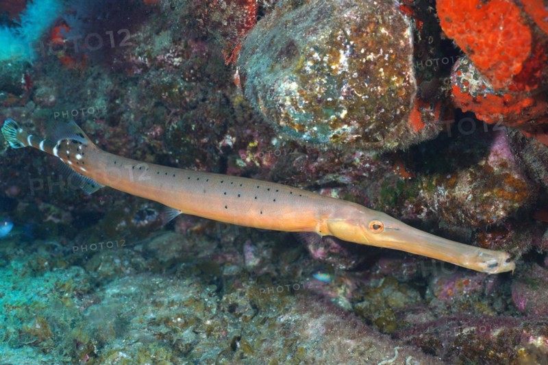 Atlantic cornetfish