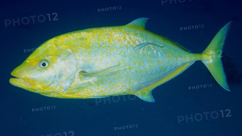 Orange-spotted trevally