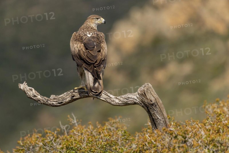 Bonellis eagle