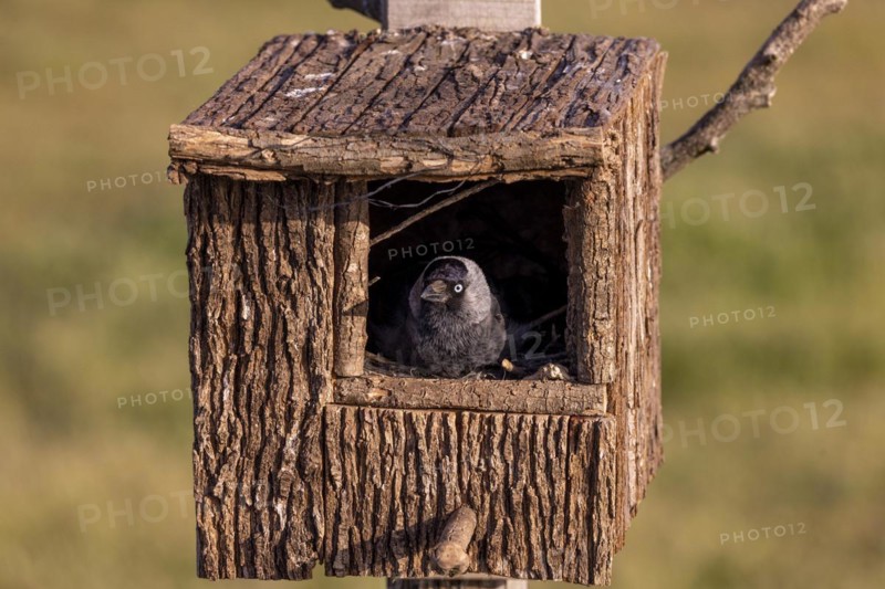 Western jackdaw