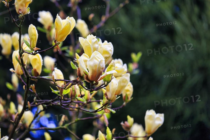 Flowering magnolias