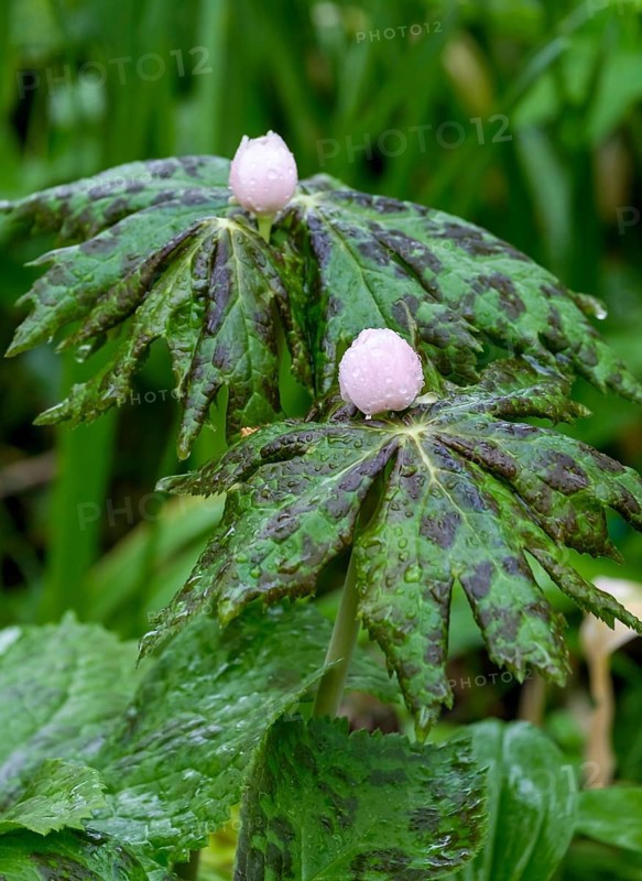 Himalayan May Apple