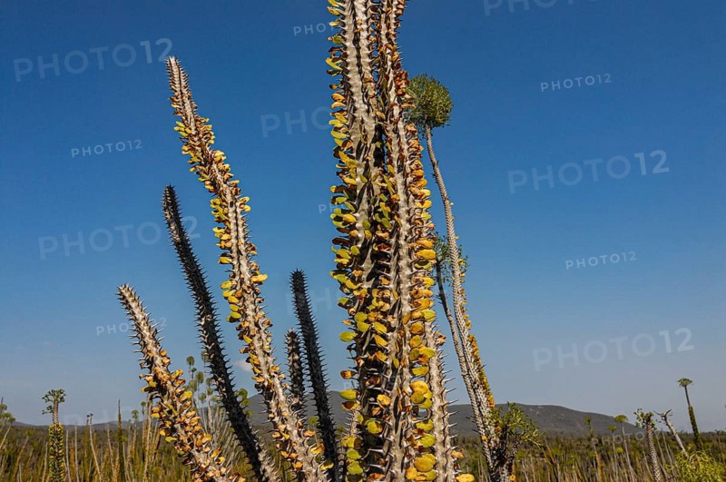 Spiny forest in the Berenty private reserve