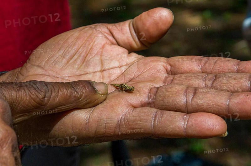 Dwarf or Minute Leaf chameleon