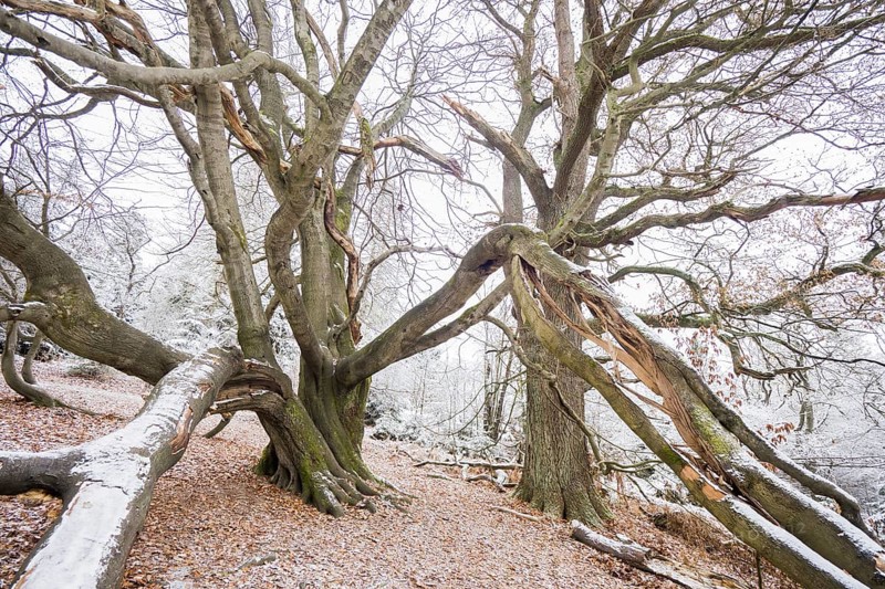 Grown-up common beech