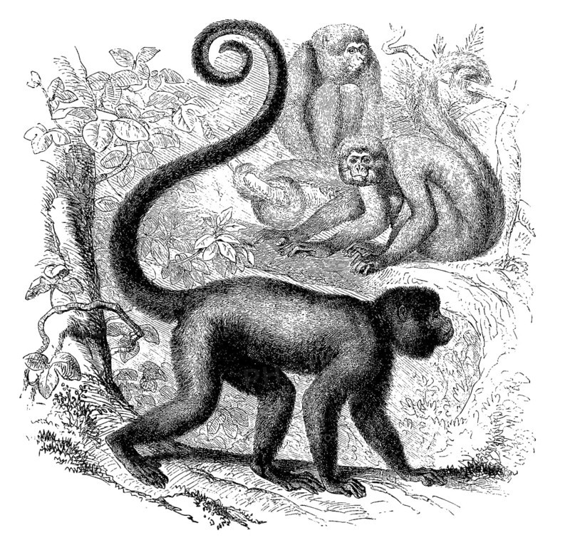 Common grey brown woolly monkey