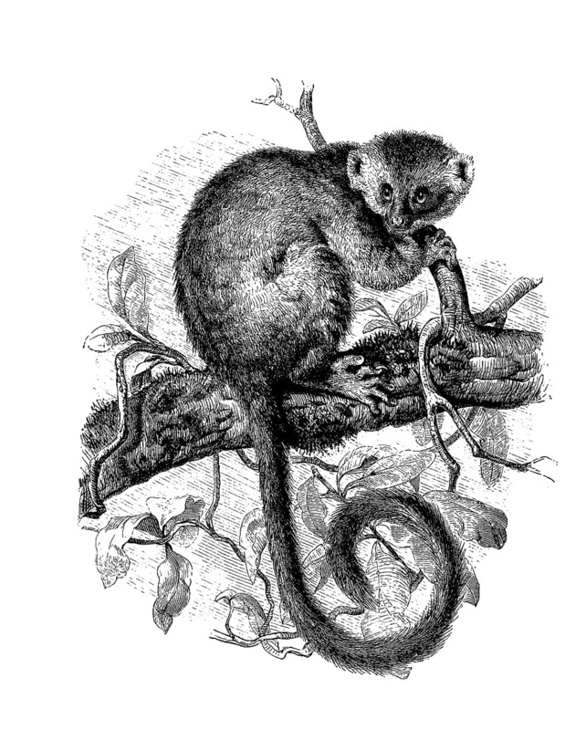 Eastern eastern lesser bamboo lemur
