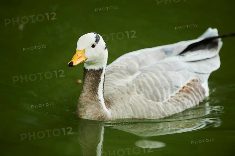 Bar-headed goose
