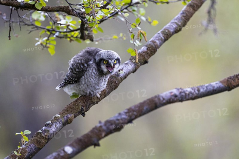 Northern hawk owl