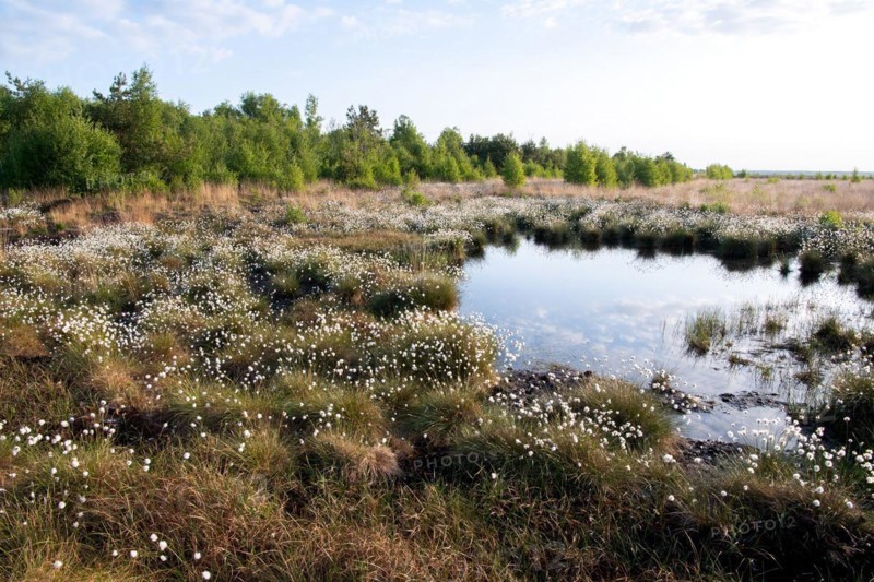 Hare's-tail cottongrass
