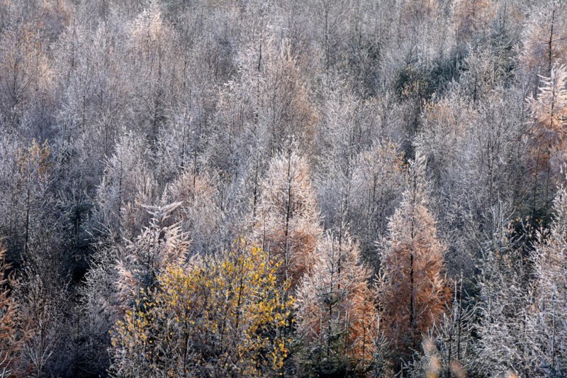 Ripened mixed forest with larches and beeches in the Hunsrueck-Hochwald National Park in winter