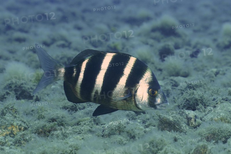 Banded seabream
