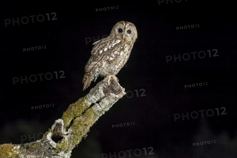 Tawny owl