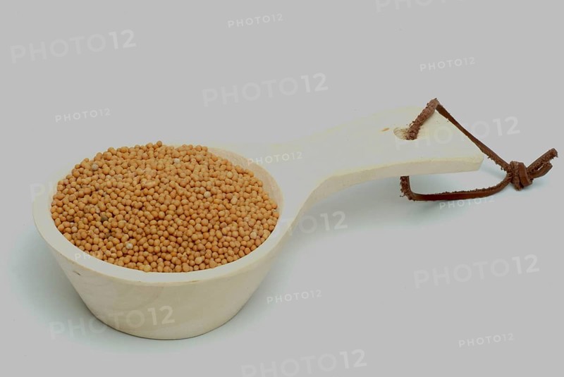 Medicinal plant White mustard