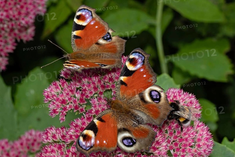 Peacock butterfly two moths with open wings sitting on red flowers left looking