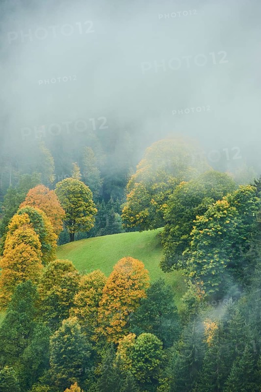 Norway maple