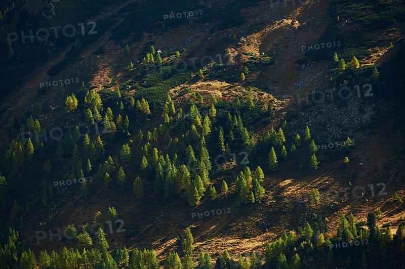 European larch
