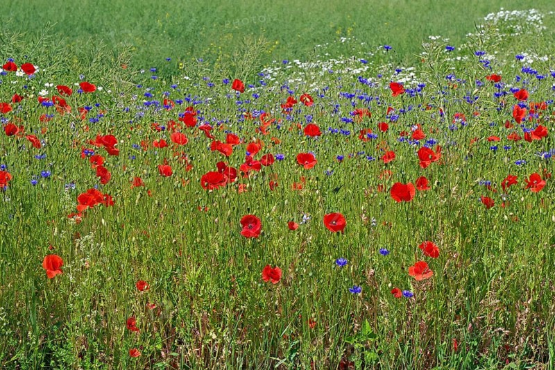 Blooming poppies