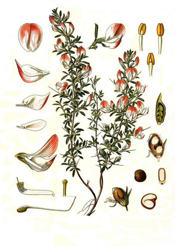 Medicinal plant