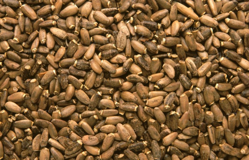 Medicinal plant