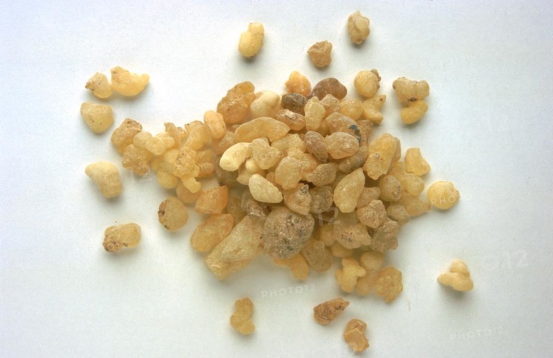 Medicinal plant