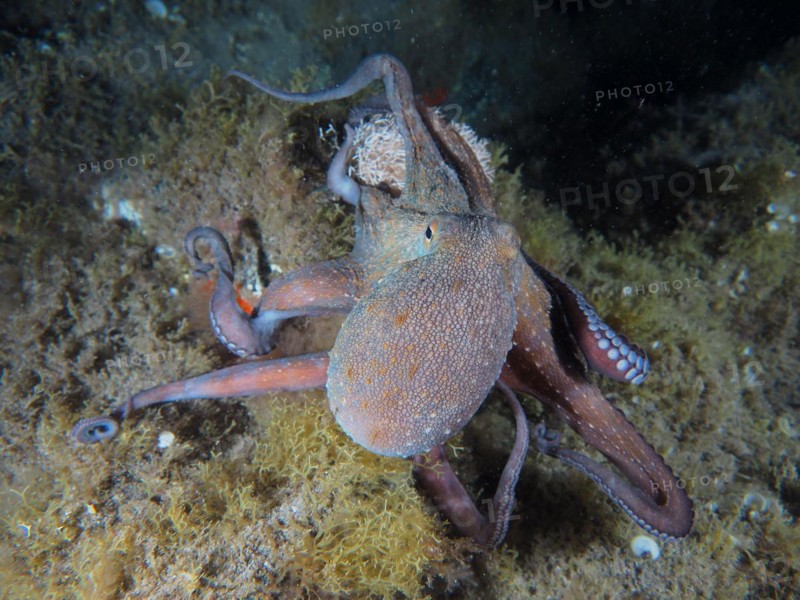 Common octopus