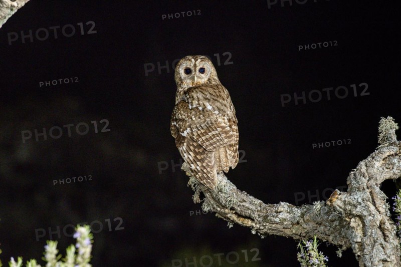 Tawny owl
