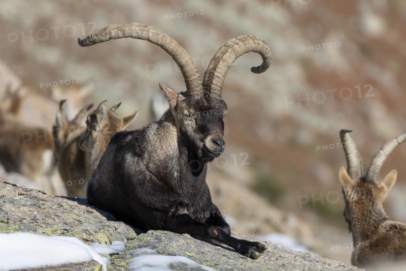 Iberian ibex