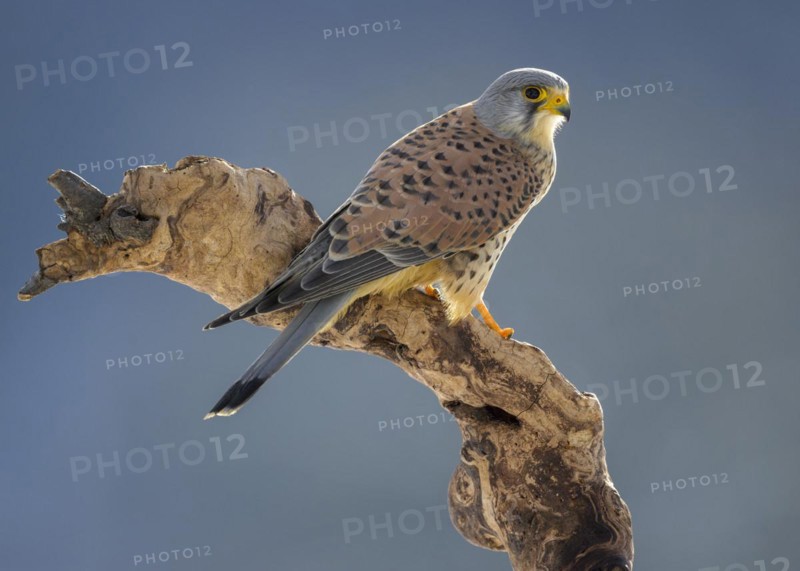 Common kestrel
