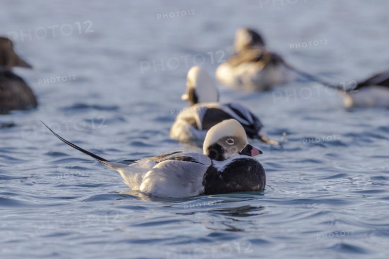 Long-tailed duck